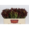 Leucadendron Saf Sunset Dark R.