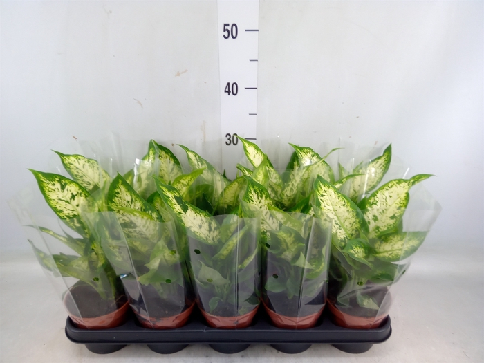 <h4>Dieffenbachia  'Compacta'</h4>