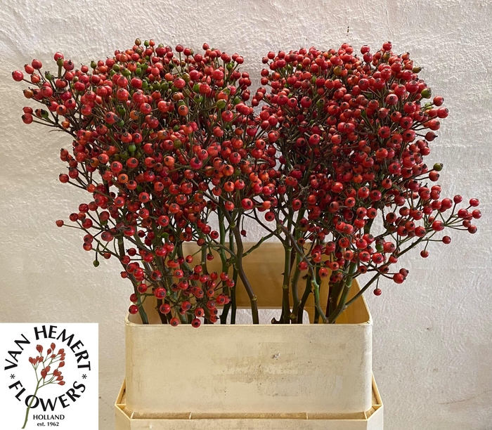 <h4>ROSA BELLS HIPHOP</h4>