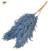 Pampas Grass 100cm 5stems per bunch Frosted Blue