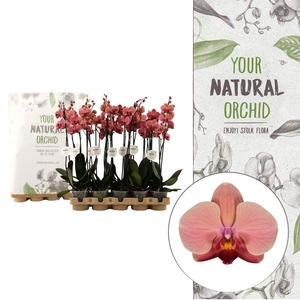 Your Natural Orchid | Eco Orange | Phalaenopsis 2 spike