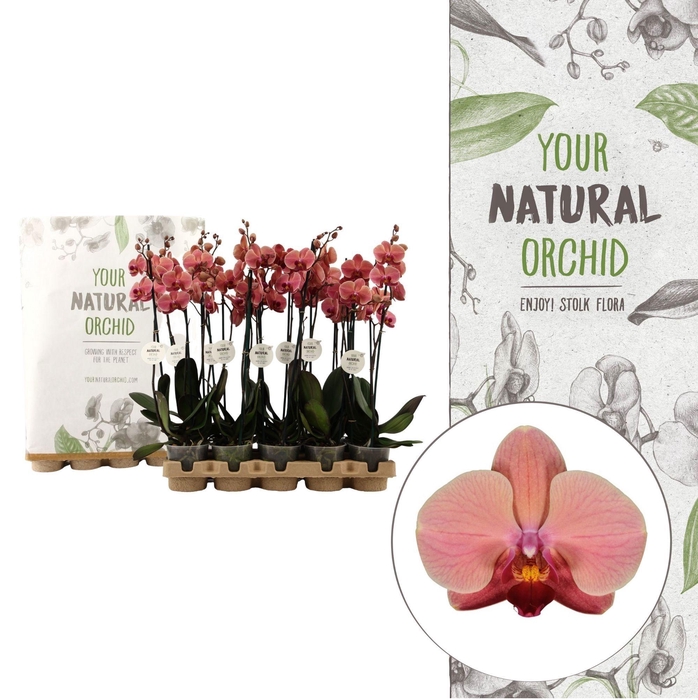 <h4>Your Natural Orchid | Eco Orange | Phalaenopsis 2 spike</h4>