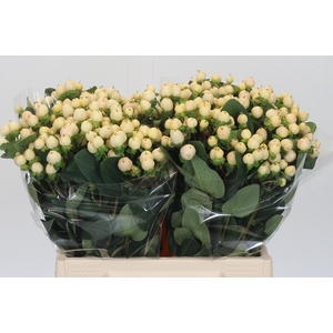 Hypericum Cool Romance