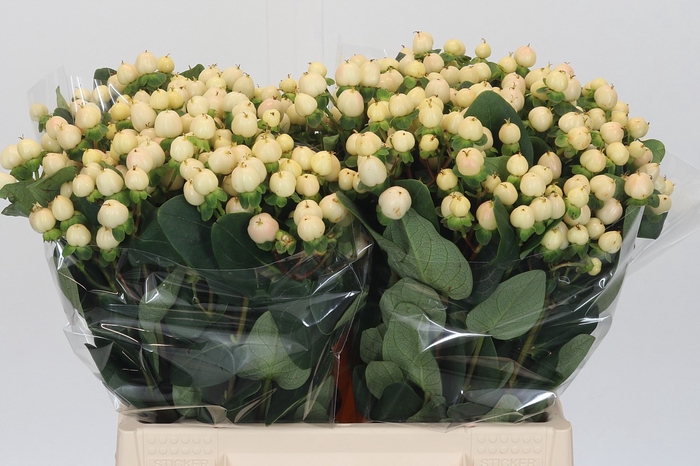 Hypericum Cool Romance