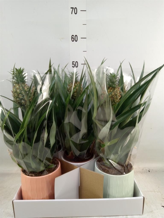 <h4>Ananas  'Mi Amigo'</h4>