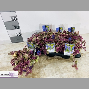 AJUGA R BURGUNDY GLO