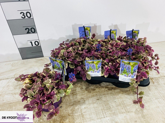 <h4>AJUGA R BURGUNDY GLO</h4>