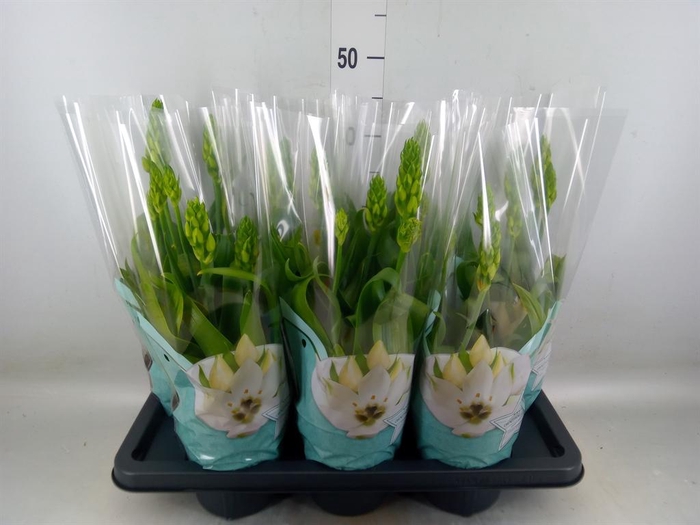 <h4>Ornithogalum thyrs.</h4>