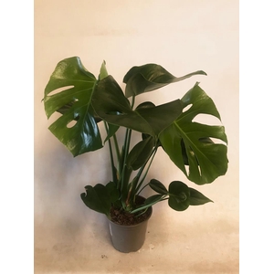 MONSTERA DELICIOSA P13