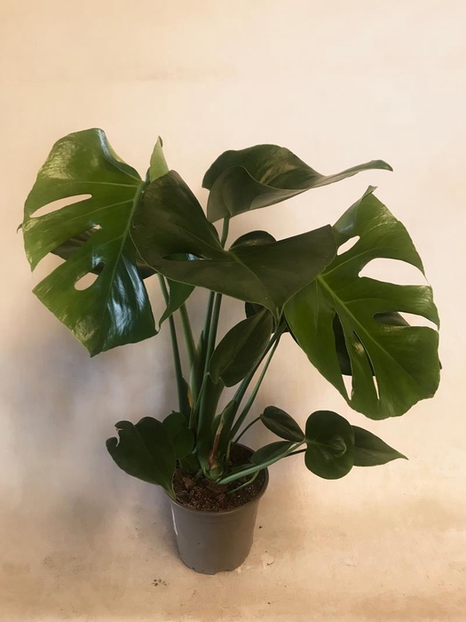 MONSTERA DELICIOSA P13
