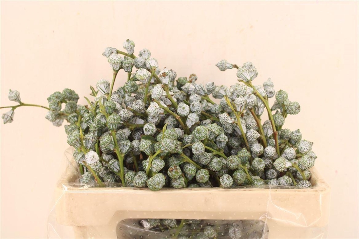 <h4>Euca Boule 200gr P Bunch</h4>