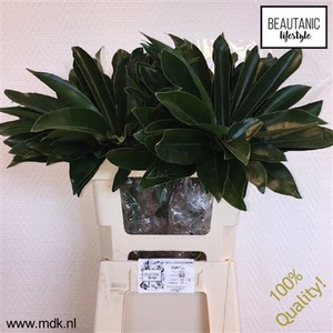 Philodendron Fun Bun 55 cm MDK