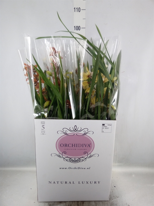 Cymbidium   ...mix