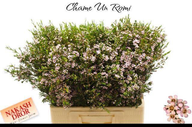 <h4>CHAME UN ROMI</h4>