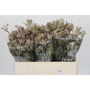Anigozanthos Celebrations Firework