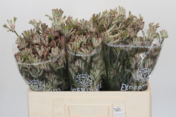 <h4>Anigozanthos Celebrations Firework</h4>