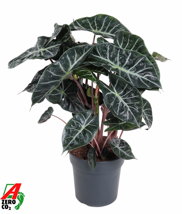 <h4>Alocasia Pink Dragon</h4>