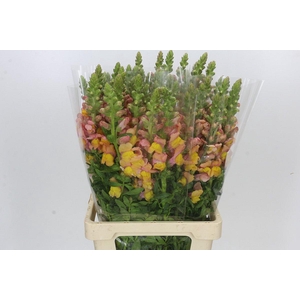 Antirrhinum Potomac Dark Orange