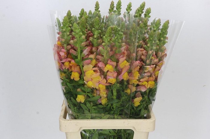 <h4>Antirrhinum Potomac Dark Orange</h4>