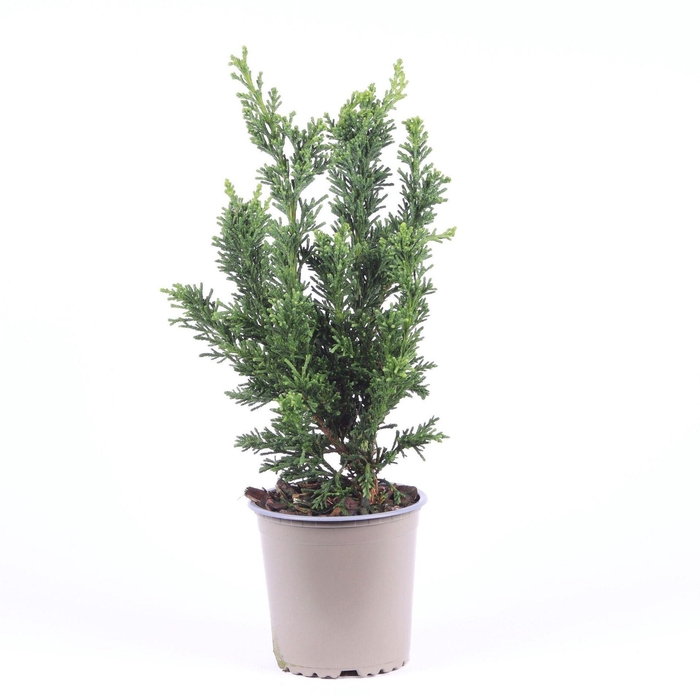 Chamaecyparis obtusa