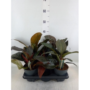 Philodendron  'Imperial Red'