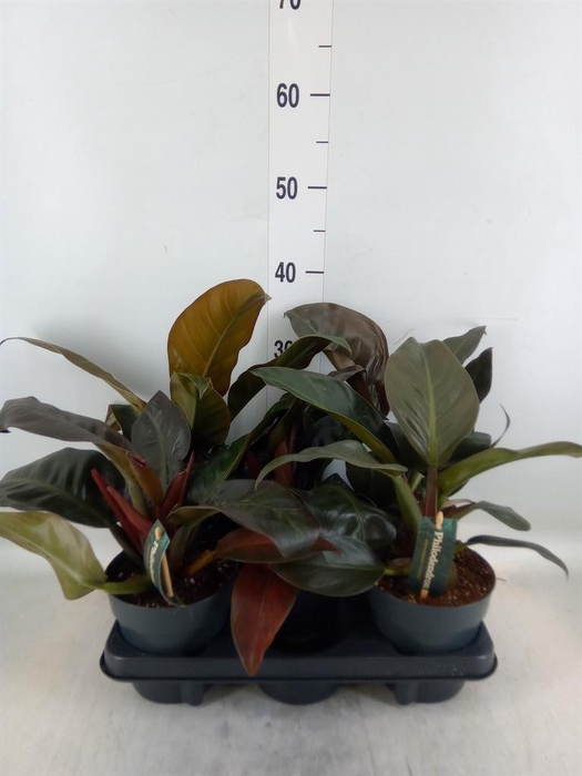 <h4>Philodendron 'Imperial Red'</h4>
