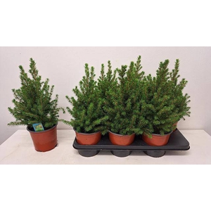 PICEA GL CONICA