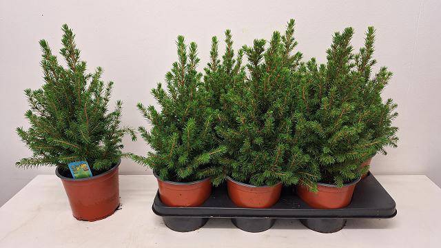 <h4>PICEA GL CONICA</h4>