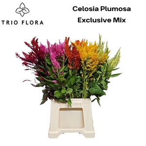 CEL C EXCLUSIVE MIX 566