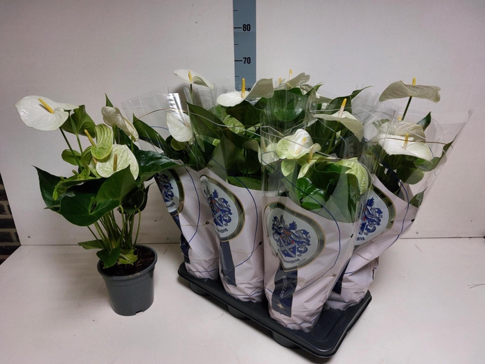 <h4>ANTHU A ARISA WHITE</h4>