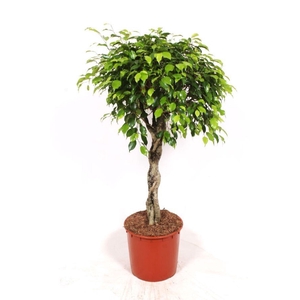 Ficus Exotica
