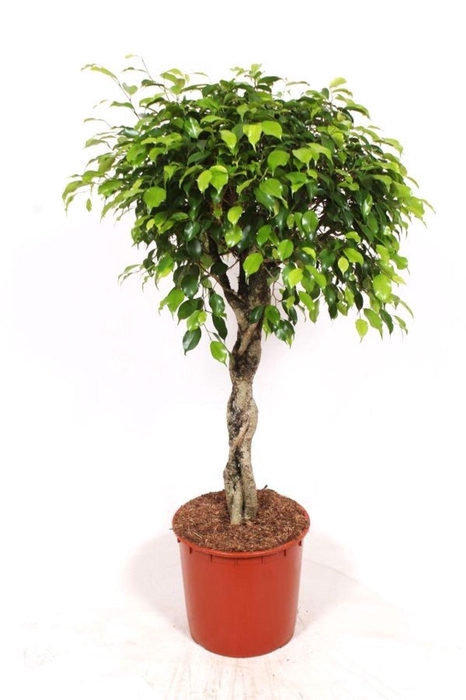 <h4>Ficus Exotica</h4>