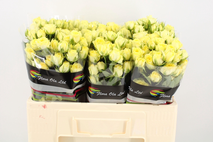 <h4>R TR WEDDING INVITE</h4>