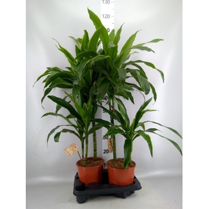 Dracaena fr de 'Art'