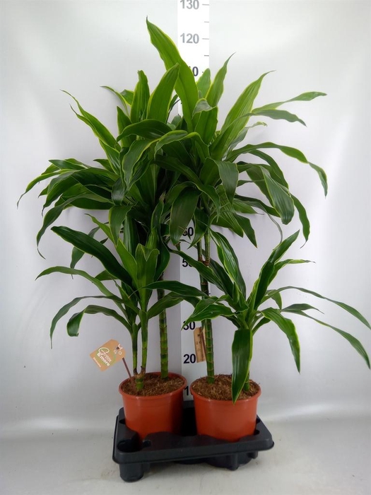 <h4>Dracaena fr de 'Art'</h4>