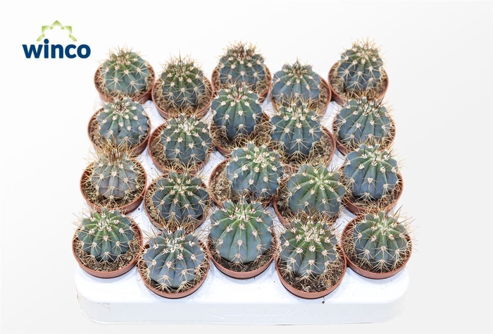 <h4>Melocactus Azureus</h4>