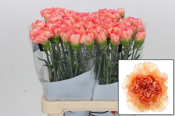 <h4>DI ST GOOPY GEER</h4>