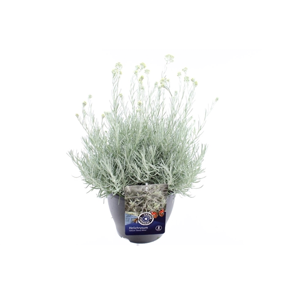 <h4>Helichrysum italicum Silvery White</h4>