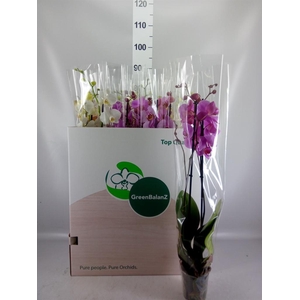 PHALAENOPSIS   ...MIX 2 SPIKE 16+ X