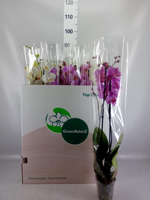 <h4>PHALAENOPSIS   ...MIX 2 SPIKE 16+ X</h4>