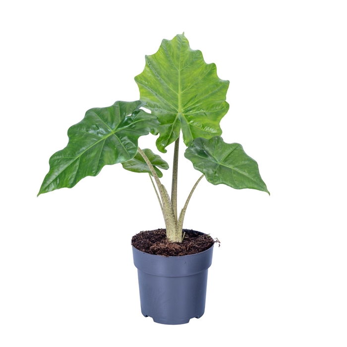 <h4>Alocasia  'Portodora'</h4>