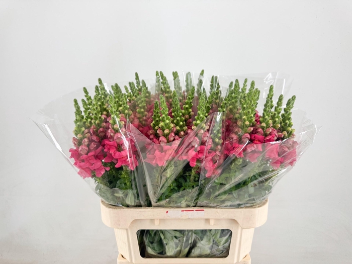 <h4>ANTIR POTO CHER ROSE</h4>