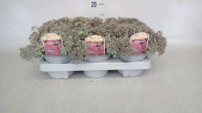 <h4>Sedum cauticola 'Lidakense'</h4>