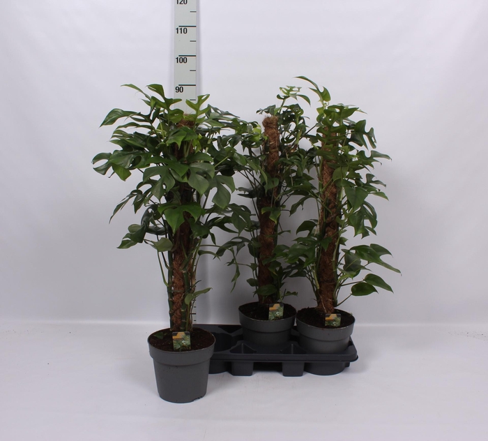 <h4>PHIL OVERIG</h4>