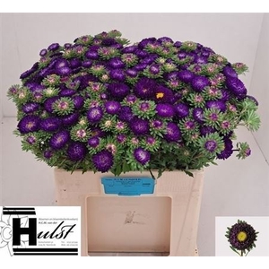 Callistephus Mats D Blauw