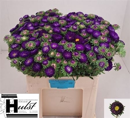 <h4>Callistephus Mats D Blauw</h4>