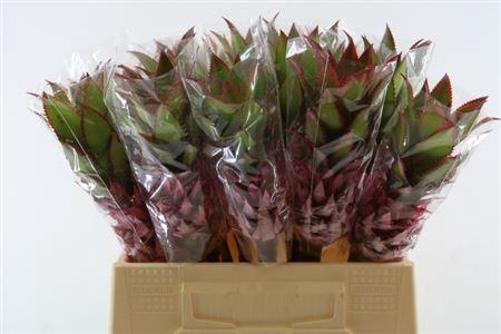 <h4>Ananas overig</h4>