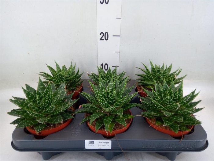 <h4>Gasteria  'Mufasa'</h4>