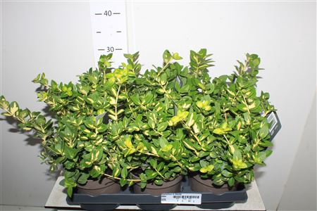 <h4>Euonymus Fo Blondy</h4>