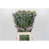 Oxypetalum Tweedia Blue